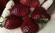 300元一斤的黑草莓是什么来头 专家揭秘 ！