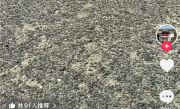 官方实锤新疆平头哥漂移毁“为人民服务” 其账号仍保留“否认破坏”视频 !