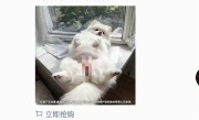 宠物险广告现女性私密部位 低俗营销引争议 涉事公司回应 ！