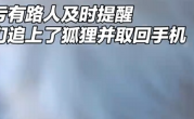 情侣拍照时偶遇狐狸笑称：别把手机叼走了 话音刚落：手机真被叼走 ！