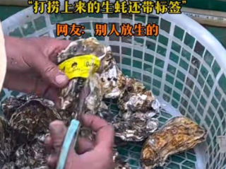 男子出海打捞上来的生蚝带商品标签 ！网友：别人放生的！
