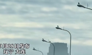 大连路灯变停“鸟”位：一鸥一灯 井然有序 !