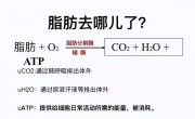 脂肪怎么排出体外（脂肪是通过什么形式分解出体外的） ！