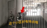 一小区为防外来车辆 大门上串起29把锁！网友：方法土 但真好用 !