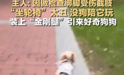 网红残疾小狗植入钛合金腿重新奔跑 主人：因做检查绑脚受伤 最终截肢 !