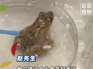 女子盒马买生菜清洗发现活体青蛙 因喜欢小动物决定饲养 ！
