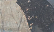 南京一红绿灯遭蜜蜂围攻 绿灯变黄灯 当地回应：或因花开时节蜜源充足 ！