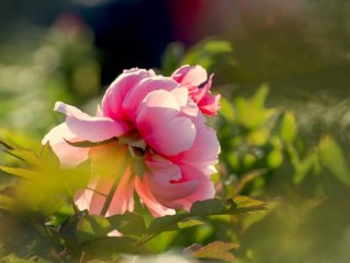 牡丹和芍药的区别有哪些（牡丹和芍药哪个寿命长一些） ！