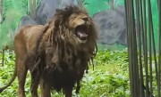 动物园狮子因不爱洗澡走红：酷似乞丐 !