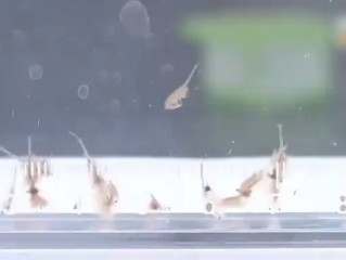 地球现存较为古物种之一！新疆沙漠首次发现盐水丰年虾 !