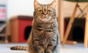 掉进火锅的猫咪已送医：取名51 ！