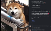 知名互联网meme原型狗 柴犬PON去世 表情包你用过吗?