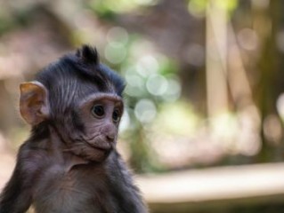 弱肉强食是什么生肖指哪个生肖代表打一准确生肖诗词文化含义完美解析