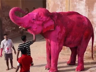 印度65岁老象全身涂满粉色颜料 两个月后死亡引公愤 ！